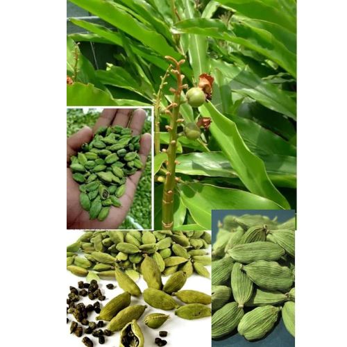 /images/products/a-grade-green-cardamom.jpg